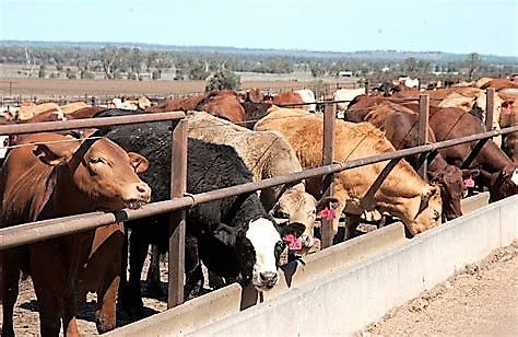 Beef/Feedlot